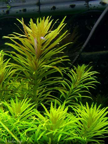 Limnophila aromatica